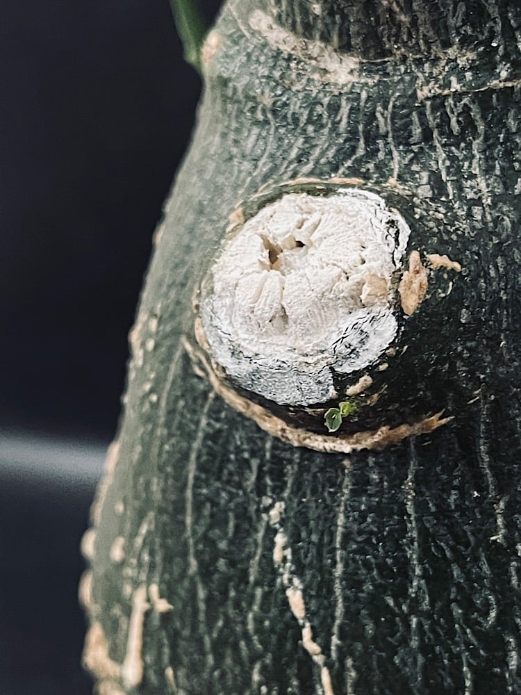 アデニア プセウド グロボーサ L「Adenia pseudo globosa」CX115-4