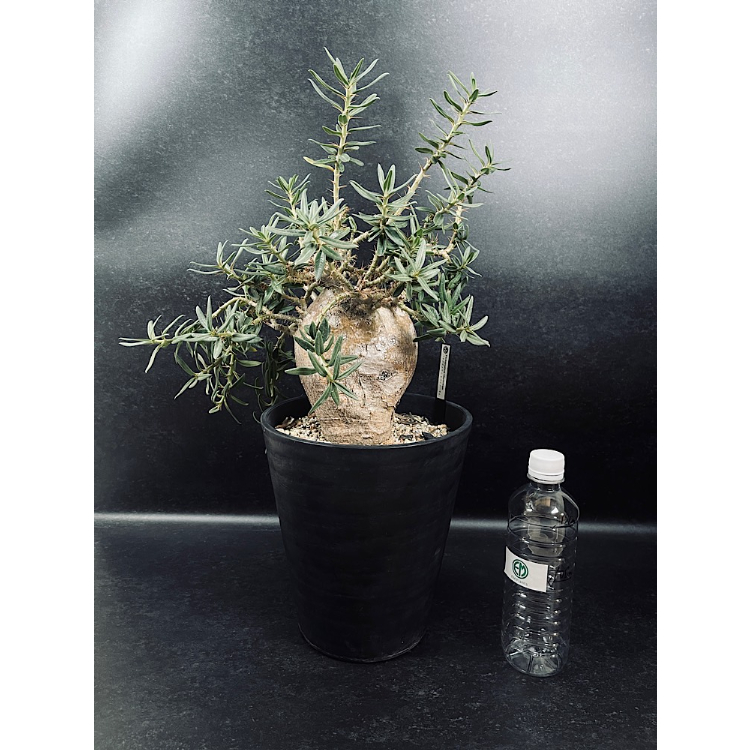 パキポディウム ビスピノーサム 現地球「Pachypodium bispinosum