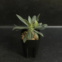 EMP サンセベリア Momo モモ / SA346 EMP サンセベリア Momo モモ / SA346 サンセベリア モモ 「Sansevieria