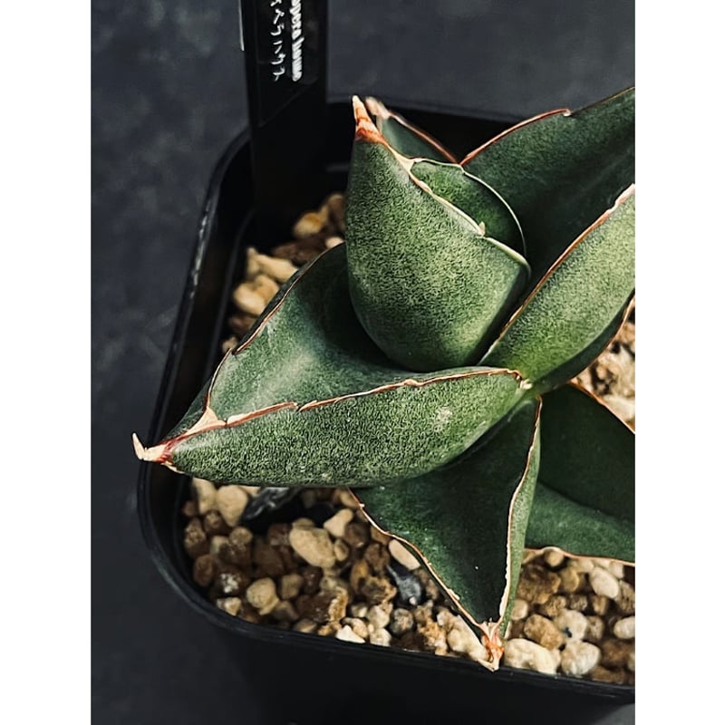 GP Sansevieria Bua Kao サンセベリア ブア カーオ GP Sansevieria Bua Kao サンセベリア ブア カーオ サンセベリア ブア