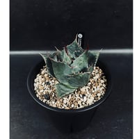 コピアポア エスメラルダナ 実生「copiapoa esmeraldana」CT34-1