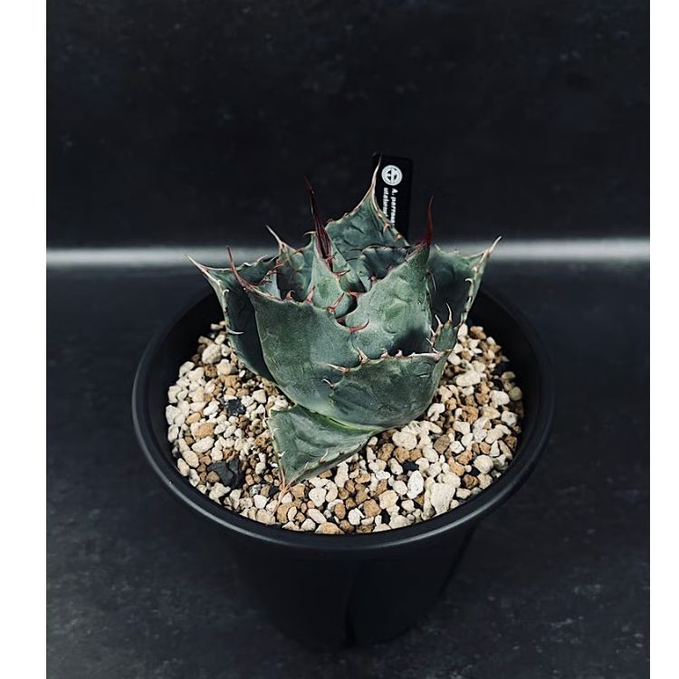 アガベ ハイブリッド パラサナ×エボリスピナ 輸入球「Agave
