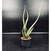 コピアポア エスメラルダナ 実生「copiapoa esmeraldana」CT34-1 |