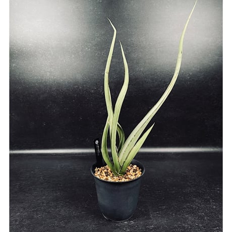 CATEGORY サンセベリア | EM Plants Online Store