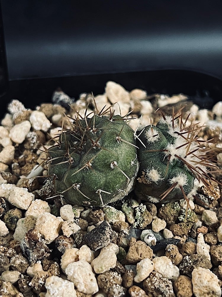 コピアポア コルムナアルバ 孤竜丸 二頭「Copiapoa cinerea var.colum