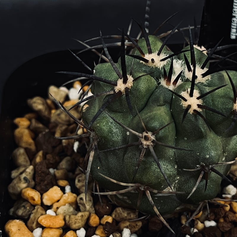 VALIEM ×A plants植木鉢 VALIEM ×A plants植木鉢 植物鉢】 Valiem GHOST 全種セット | A