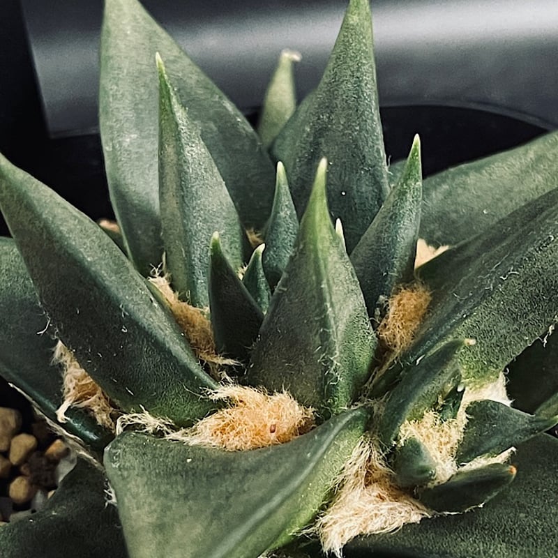 アリオカルプス「三角牡丹」実生 アリオカルプス 三角牡丹 4頭 実生 「Ariocarpus trigonus