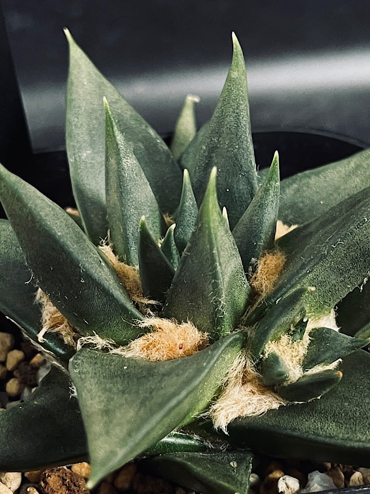 アリオカルプス 三角牡丹 4頭 実生 「Ariocarpus trigonus」 B885