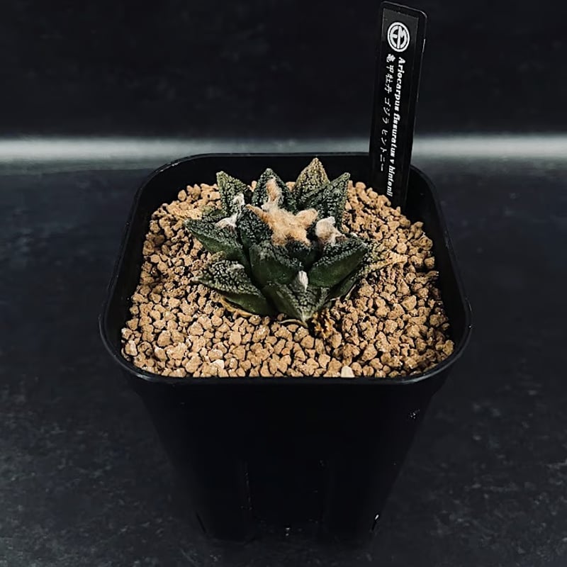 アリオカルプス亀甲牡丹ゴジラサボテン亀甲ヒントニー牡丹