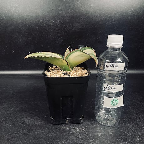サンセベリア ES829 白斑 「Sansevieria ES829 White var.」  SA355