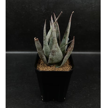 CATEGORY アロエ | EM Plants Online Store