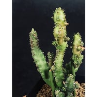 ユーフォルビア ラクテア 綴化 実生　「Euphorbia lactea f. crist」　YU19