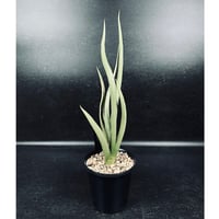 アデニウム スワジクム「Adenium swazicum」AD16-3 | EM Plants