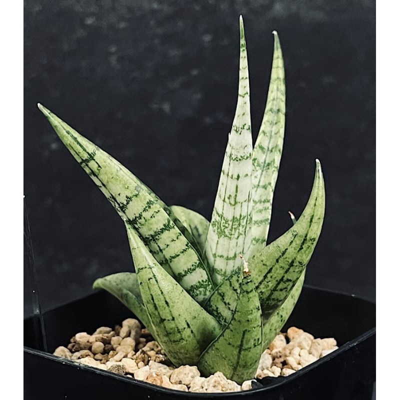 【セサミモッピー】サンバリア サンセベリア モモ 「Sansevieria Momo」 SA346 | EM Plants
