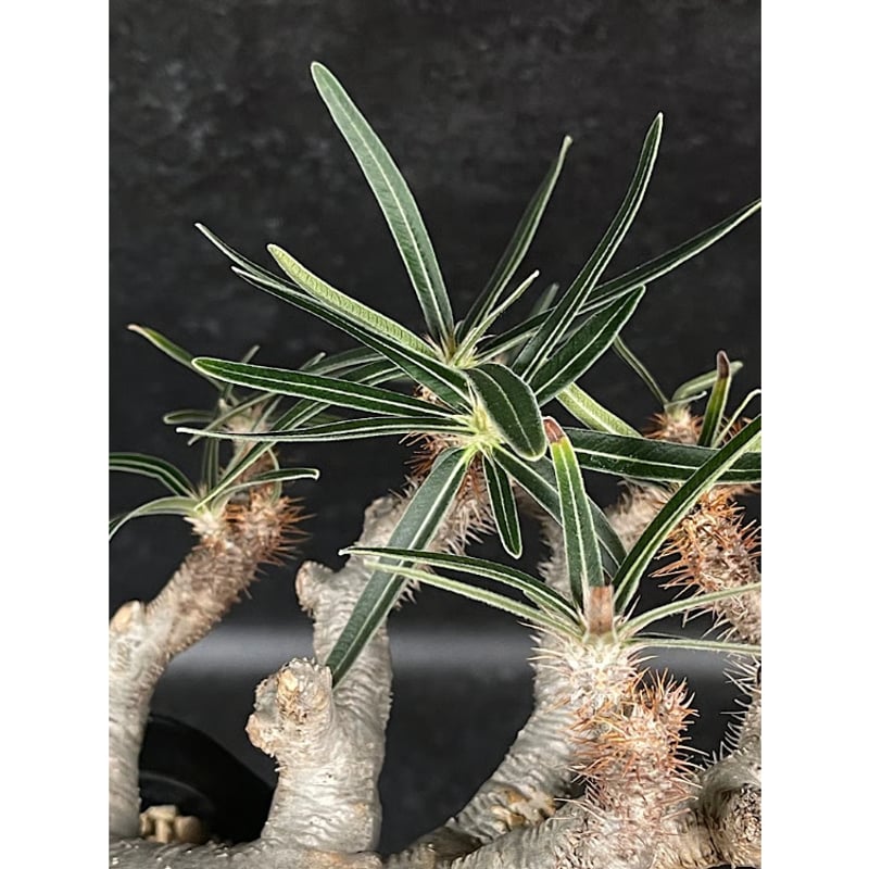 パキポディウム グラキリス 現地球 「Pachypodium rosulatum var. g