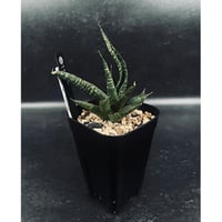 EMP サンセベリア ニアパット ドワーフ / SA433 サンセベリア ニアパット ドワーフ「Sansevieria Niaphat dwarf」SA3
