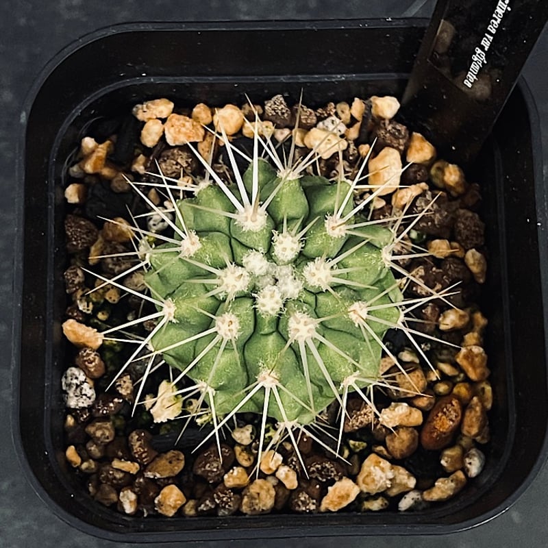 コピアポア ギガンティア 実生「Copiapoa haseltoniana var. giga