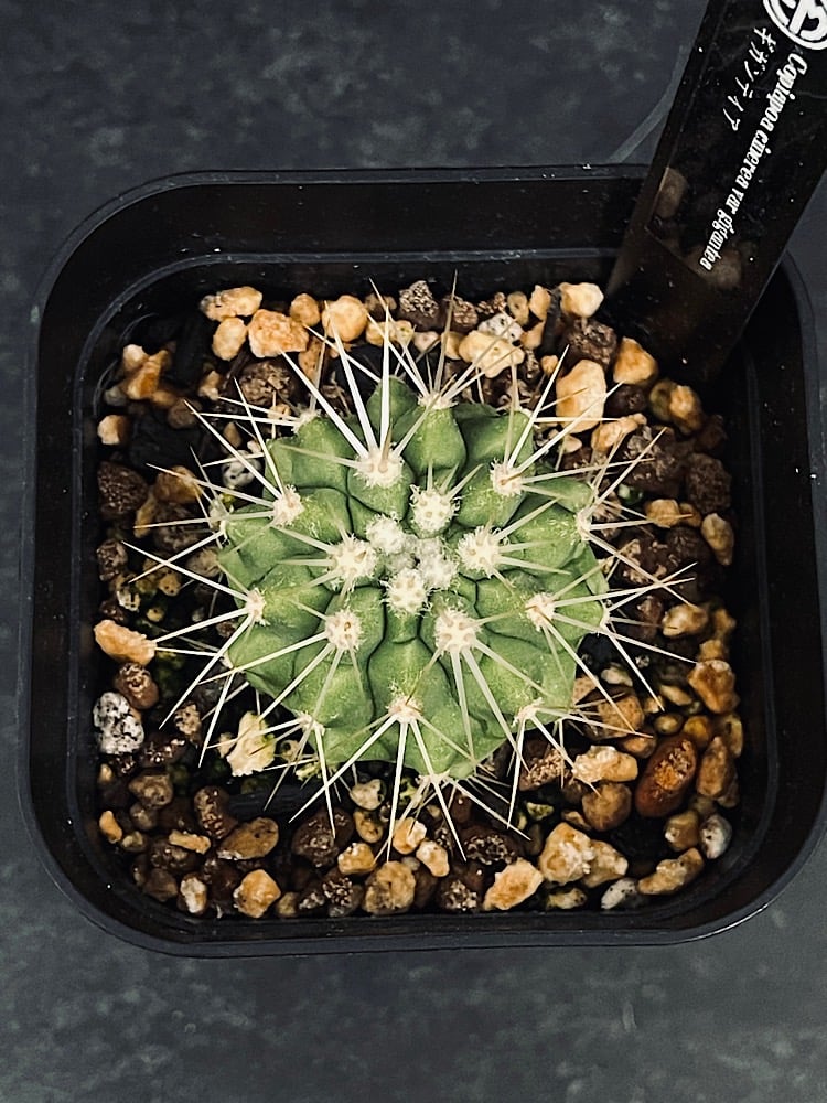 コピアポア ギガンティア 実生「Copiapoa haseltoniana var. giga