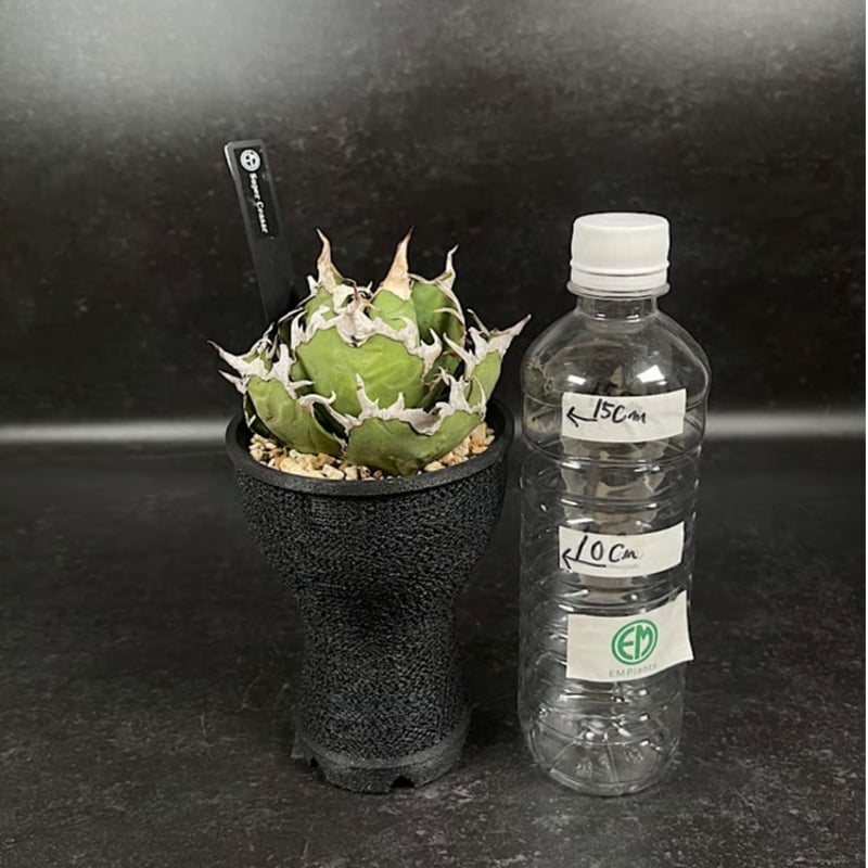 アガベ チタノタ スーパーシーザー + 3Dプリンタ鉢 「Agave titanota