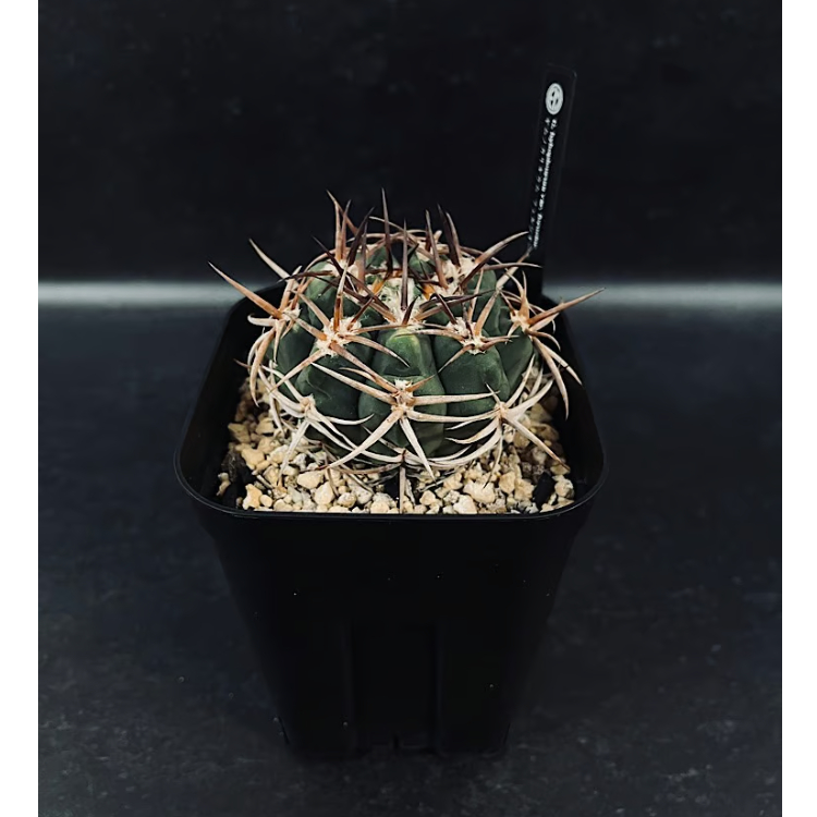 多肉植物｜ギムノカリキウム｜フェロシオール実生 fit=scale-down,w=1200