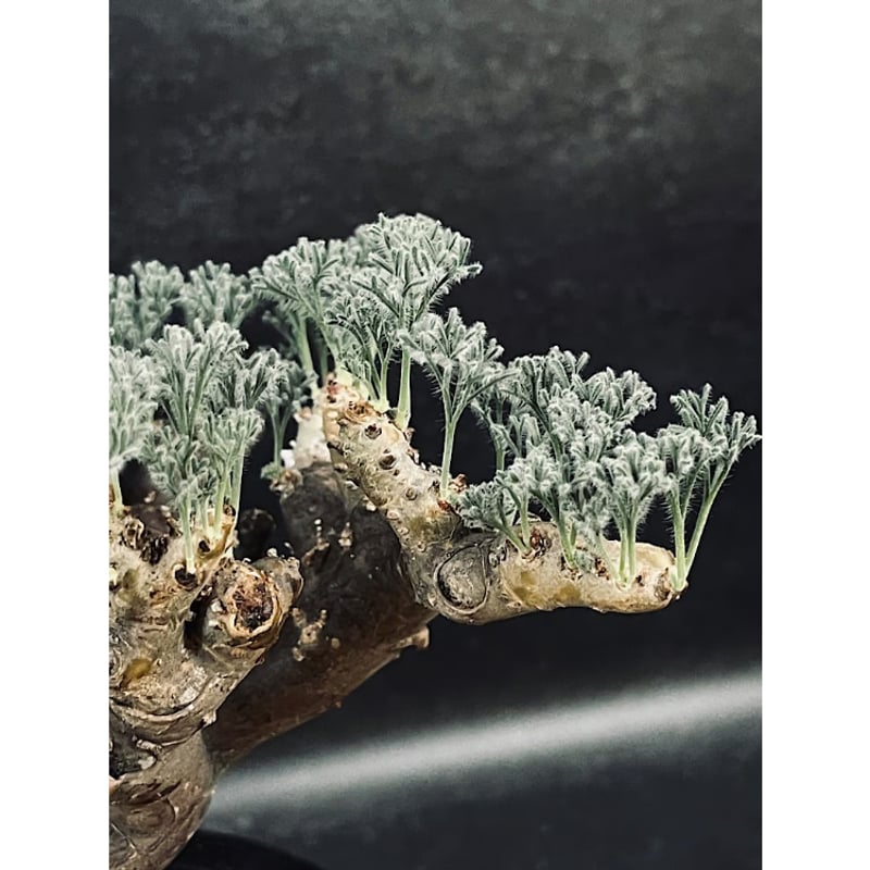 モンソニア ムルチフィダ Monsonia multifida