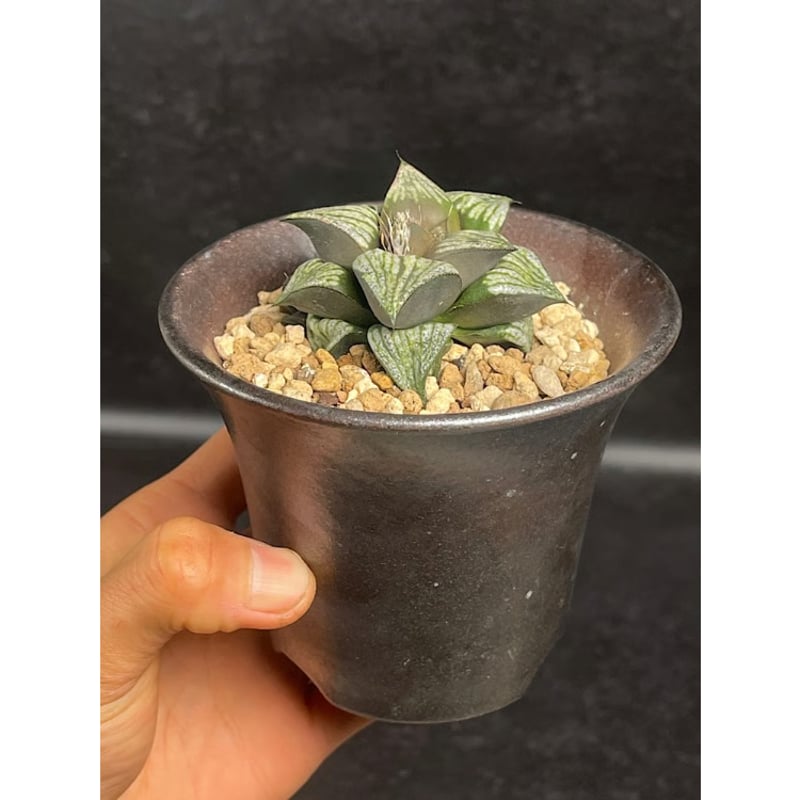 ハオルチア スプレンデンス + 萬古焼 植木鉢 「Haworthia magnifica va