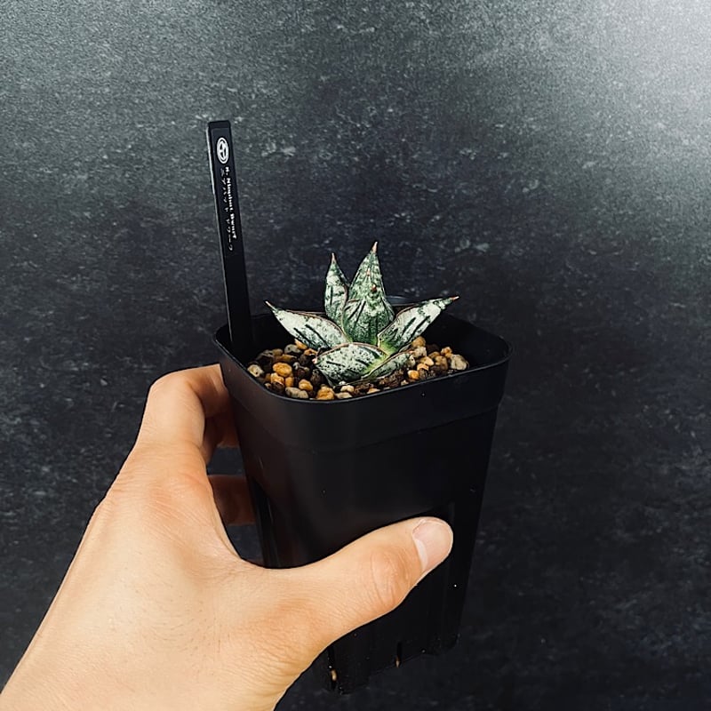 EMP サンセベリア Niaphat dwarf / SA397 サンセベリア ニアパット ドワーフ「Sansevieria Niaphat dwarf