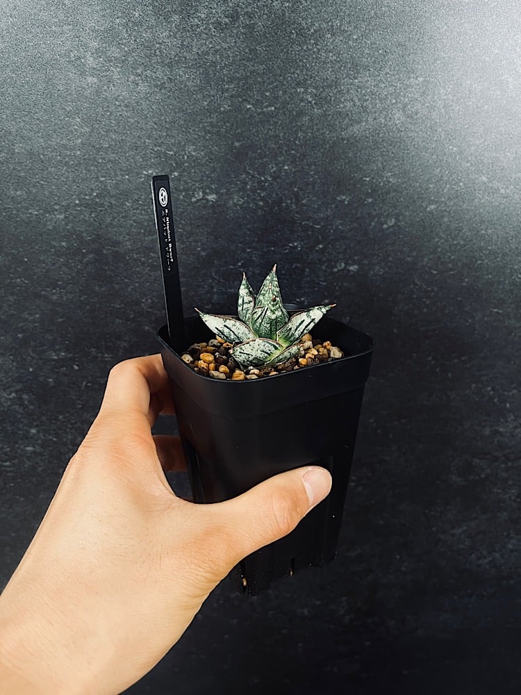 サンセベリア ニアパット ドワーフ「Sansevieria Niaphat dwarf」SA3