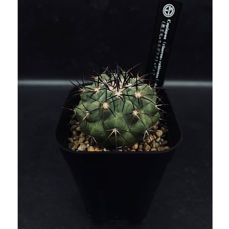 実生 黒王丸×カルデナラ 甘く ×デュラ コピアポア 売買された 実生 黒王丸×カルデナラ 甘く ×デュラ コピアポア 売買された