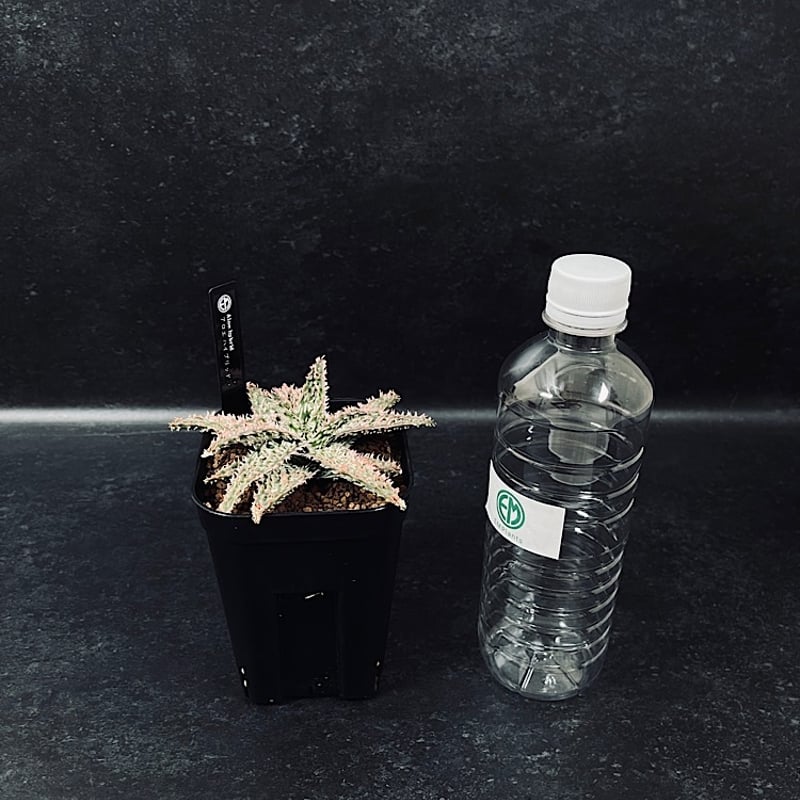 アロエ ハイブリッド 「Aloe Thai hybrid 」AL62-1 | EM Plant
