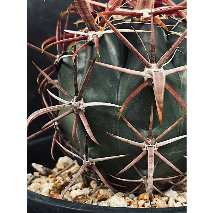 神仙玉 フェロカクタス 神仙玉 南方形 実生 「Ferocactus gracilis subsp.