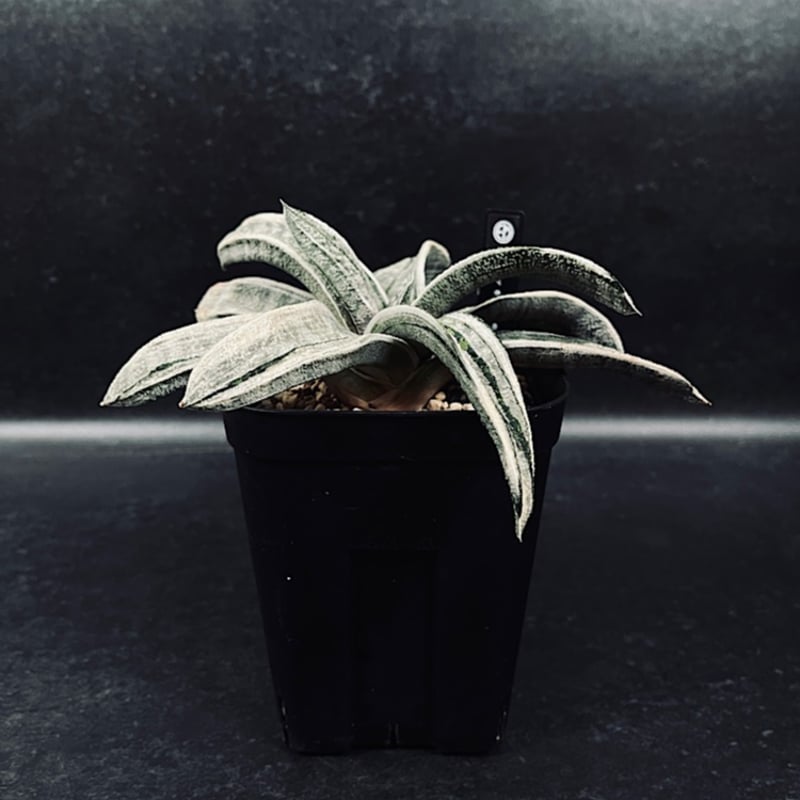 特選春鶯囀中黄斑錦❤美品 稀少 レア ガステリア 春鶯囀錦 極上白斑 GA13-2 | EM Plants