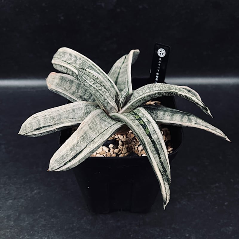ガステリア 春鶯囀錦 極上白斑 GA13-2 | EM Plants Online Store