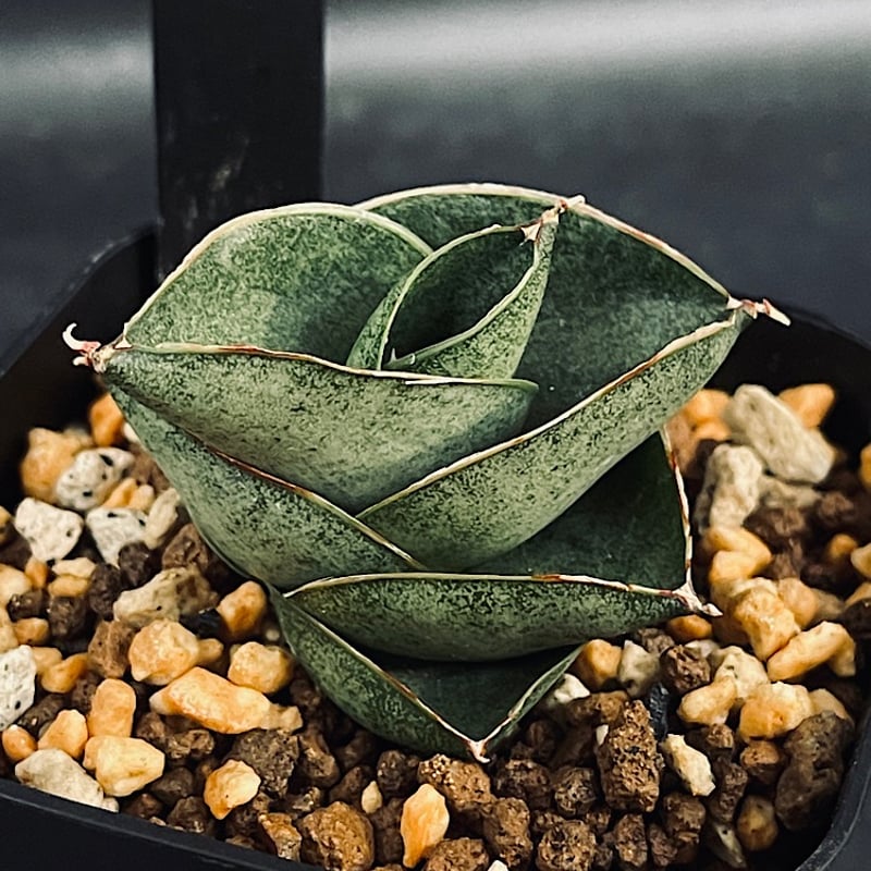 サンセベリア サン ディー 「Sansevieria San Dee」SA320 | EM P