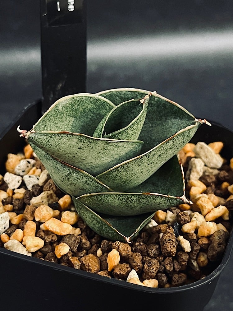 サンセベリア サン ディー 「Sansevieria San Dee」SA320 | EM P