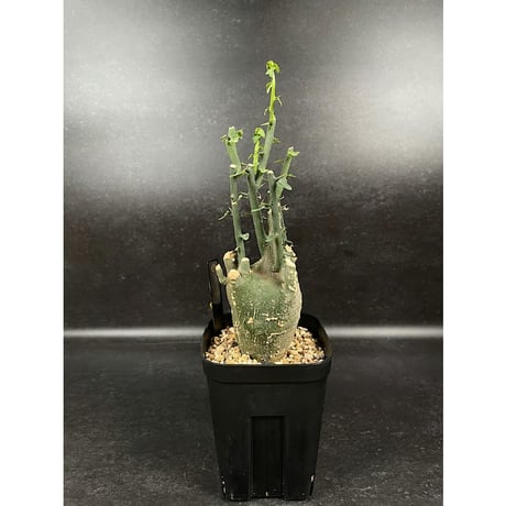 アデニア プセウドグロボーサ 現地球 「Adenia pseudoglobosa」