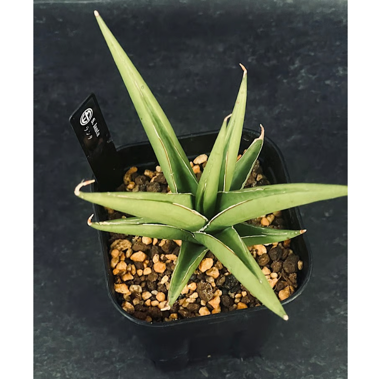 サンセベリア ランタ 「Sansevieria Lanta」SA98 | EM Plants