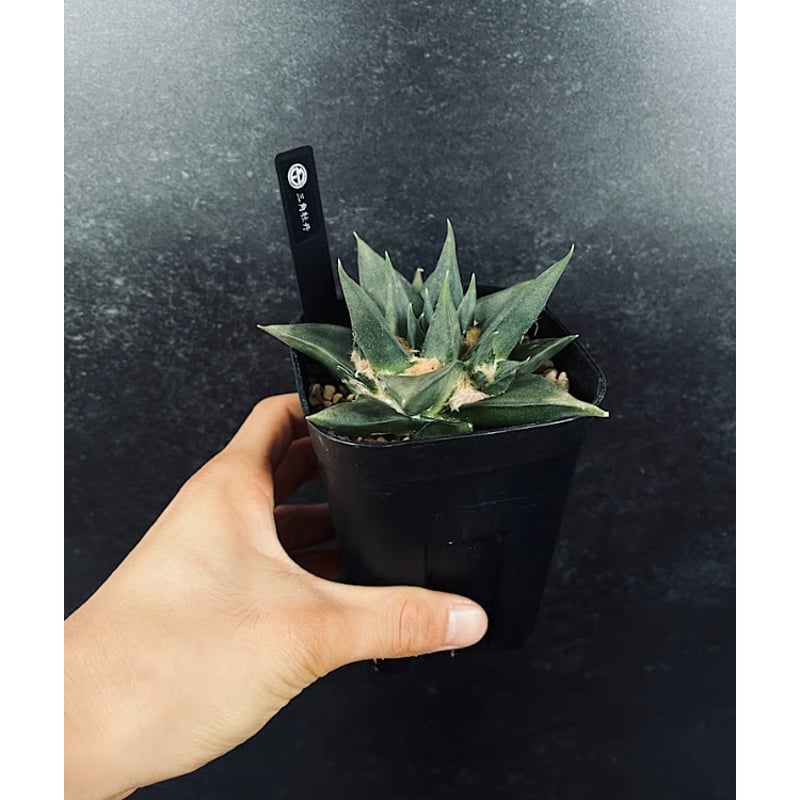 アリオカルプス「三角牡丹」実生 アリオカルプス 三角牡丹 4頭 実生 「Ariocarpus trigonus