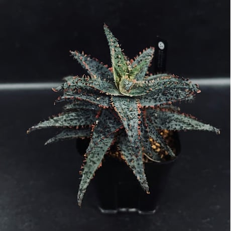 CATEGORY アロエ | EM Plants Online Store