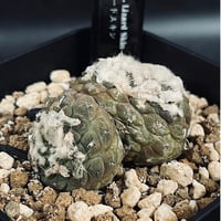 コピアポア ヒポガエア リザードスキン ２頭  「Copiapoa hypogaea Lizard Skin」 　CT547