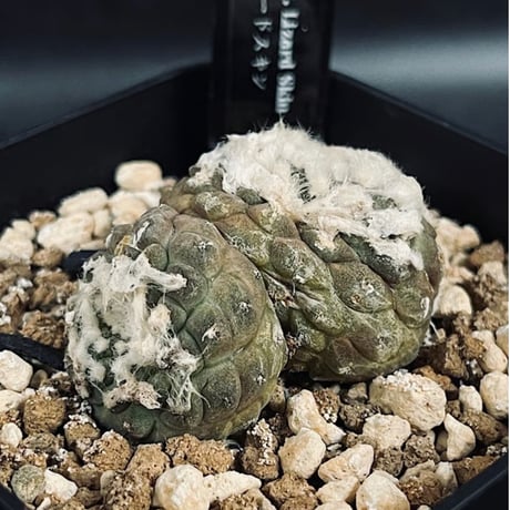 コピアポア ヒポガエア リザードスキン ２頭  「Copiapoa hypogaea Lizard Skin」 　CT547