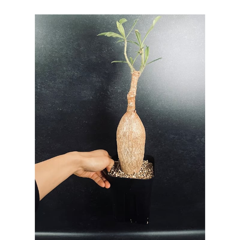 アデニウム スワジクム「Adenium swazicum」AD16-3 | EM Plants