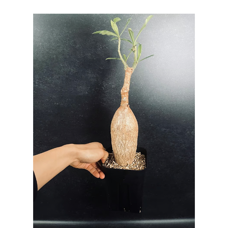 アデニウム スワジクム「Adenium swazicum」AD16-3 | EM Plants