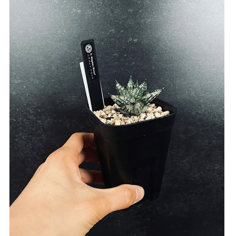 サンセベリア ニアパット ドワーフ 「Sansevieria Niaphat dwarf」 S
