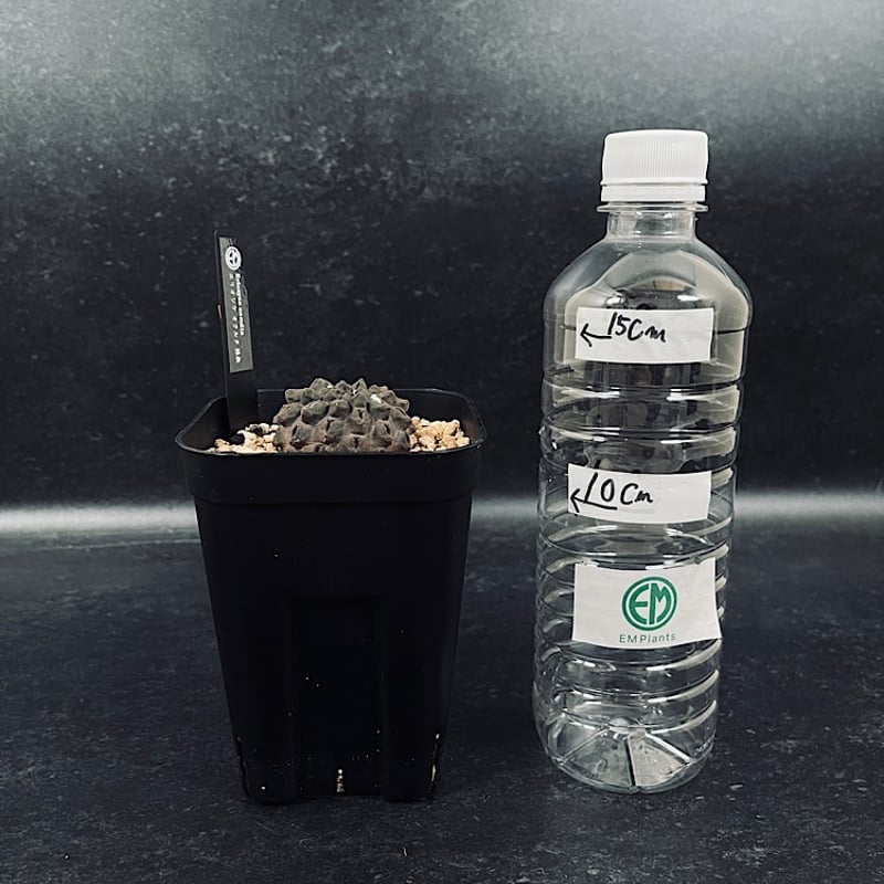 エリオシケ オクルタ 無棘 実生「Eriosyce occulta」CT175-1 | EM