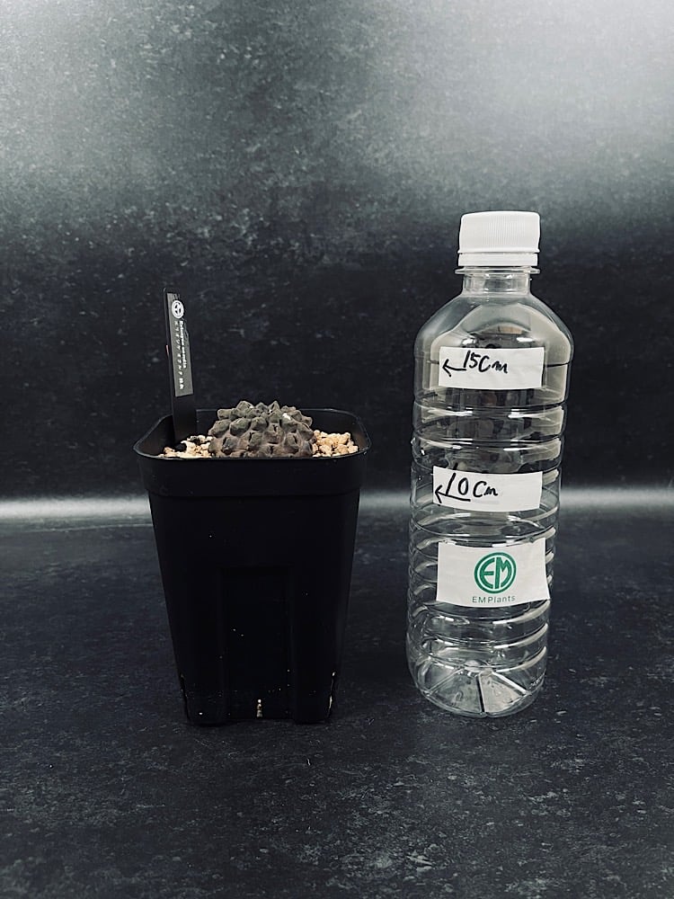 エリオシケ オクルタ 無棘 実生「Eriosyce occulta」CT175-1 | EM