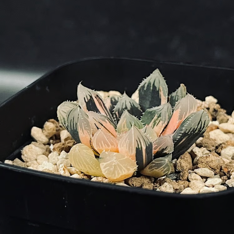 6c ハオルチア 多肉植物 紫王オブツーサ錦糊斑 自家繁殖 4N ハオルチア