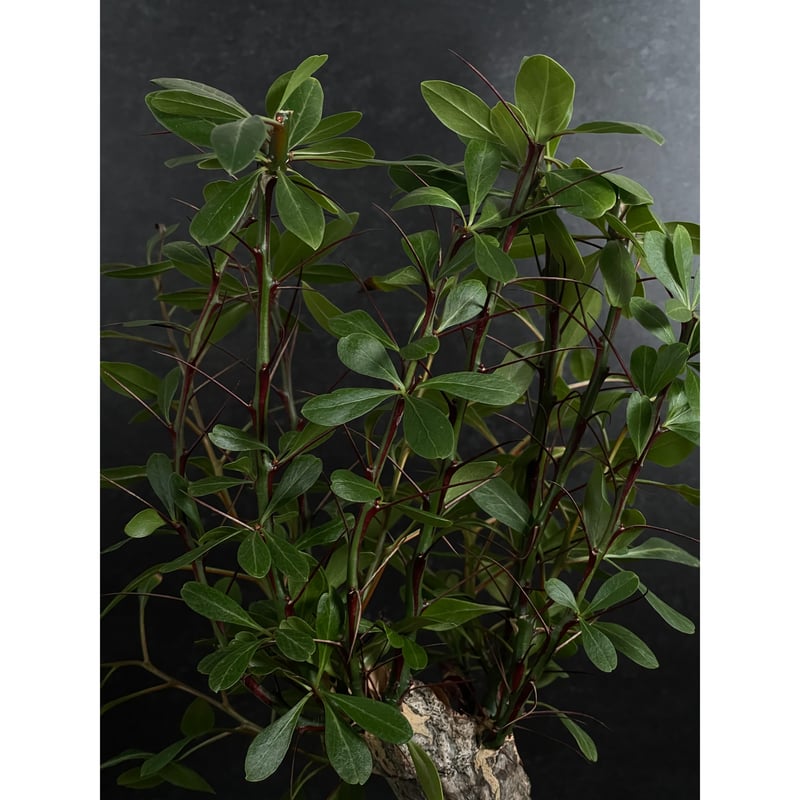 Fouquieria fasciculata フォークイエリア ファシクラータ Fouquieria fasciculata フォークイエリア・ファシクラータ 現地