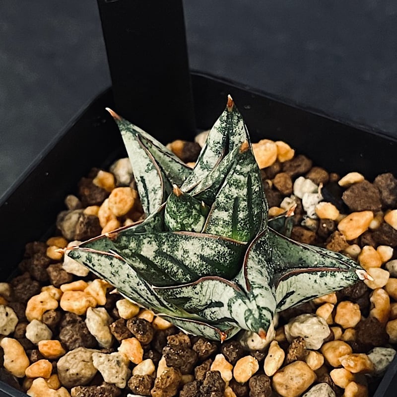 サンセベリア ニアパット ドワーフ「Sansevieria Niaphat dwarf