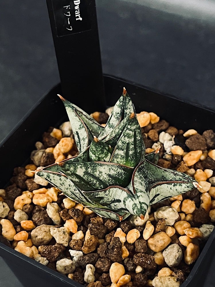 サンスベリア Sansevieria Nillapat fit=scale-down,w=1200